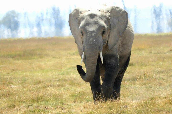 Game Drive Amboseli National Park Day Tour