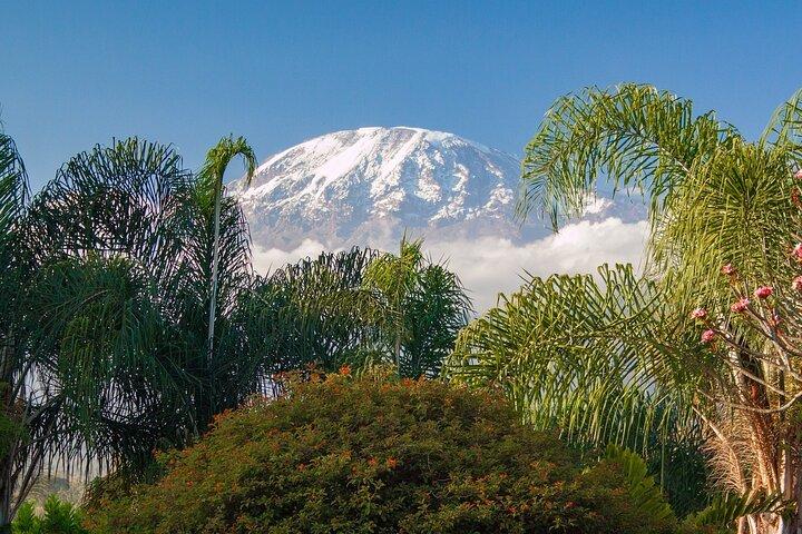 Rongai Trail to Kilimanjaro Summit Multi Day Tour