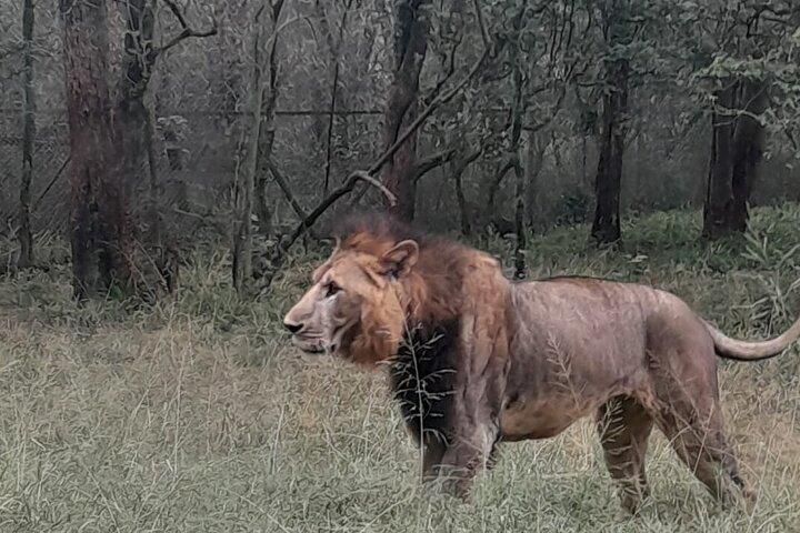 Nairobi Safari Walk Half Day Tour