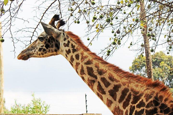 Nairobi Safari Walk Half Day Tour
