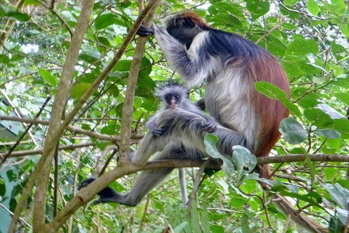 Zanzibar: Jozani forest, Sea turtles Sanctuary & Rock Restaurant
