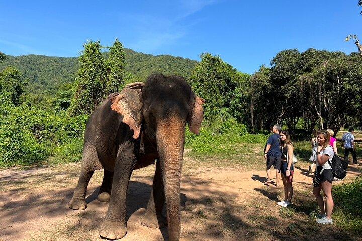 Ethical Elephant Watching Tour From Bangkok & Pattaya