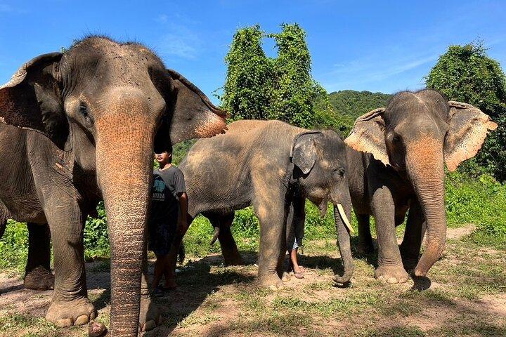 Guided Phuket Cultural Sightseeing Tour with Elephant Watching