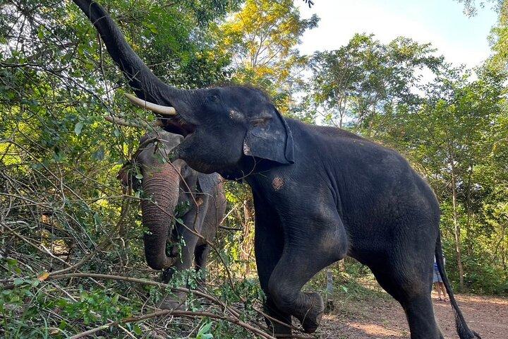Guided Phuket Cultural Sightseeing Tour with Elephant Watching