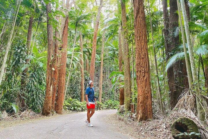 Botanical Garden and Tijuca Forest: Nature in Rio de Janeiro