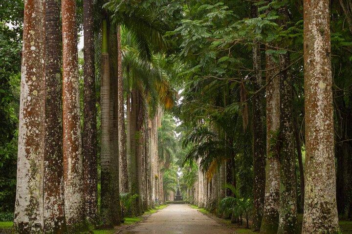 Botanical Garden and Tijuca Forest: Nature in Rio de Janeiro
