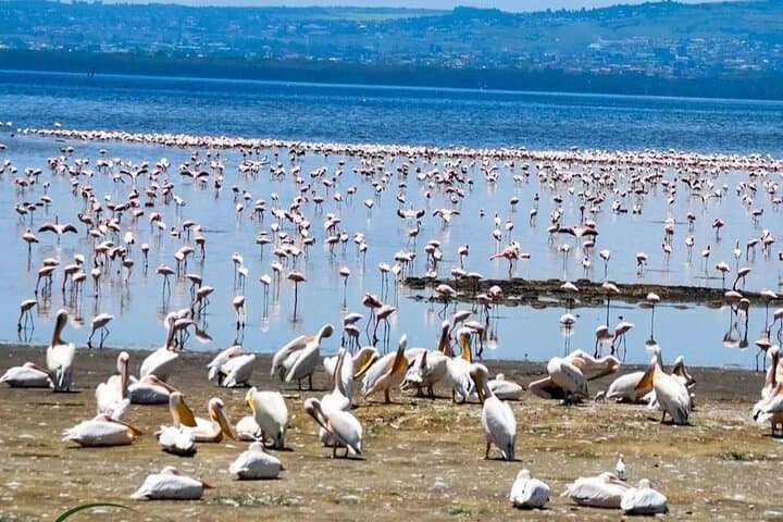 2-Day Tour in Lake Nakuru, Hell's Gate and Lake Naivasha