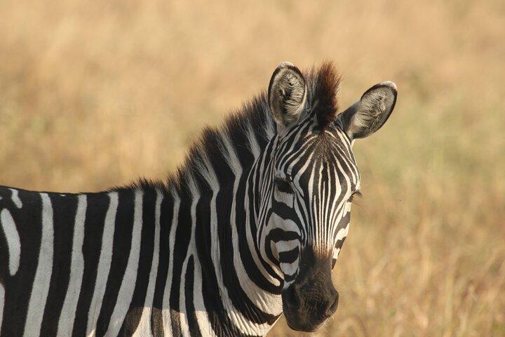 Arusha National Park Walking and Canoeing Day Trip