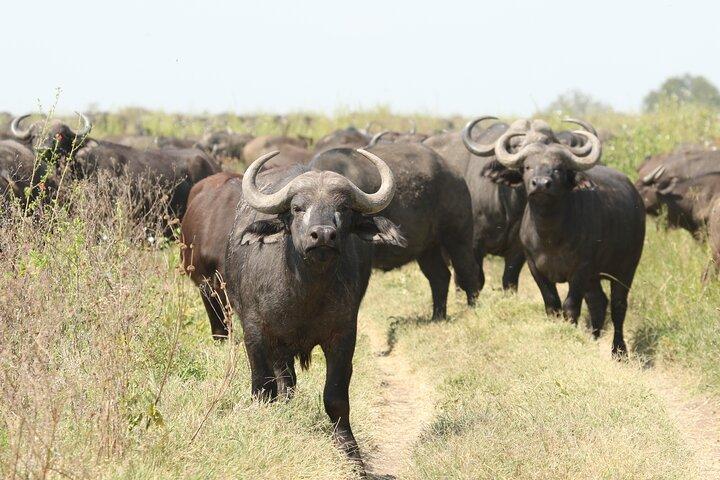 Arusha National Park Walking and Canoeing Day Trip