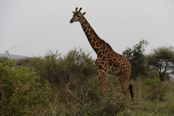 Arusha National Park Walking and Canoeing Day Trip