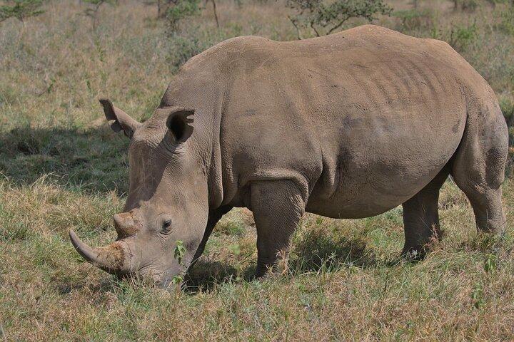 Nairobi National Park Tour