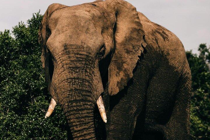 Nairobi National Park Tour