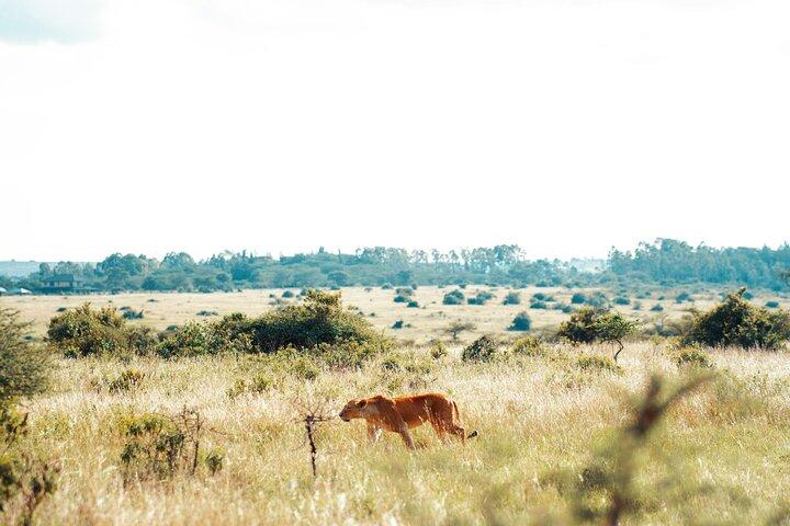 Nairobi National Park Tour
