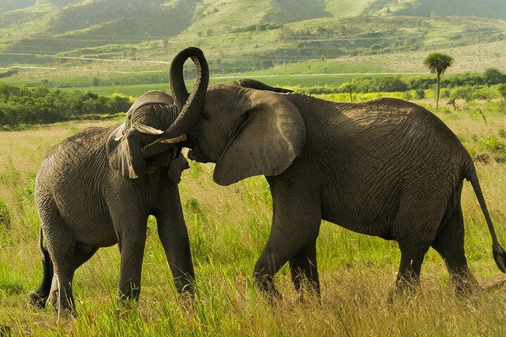 Nairobi National Park Tour