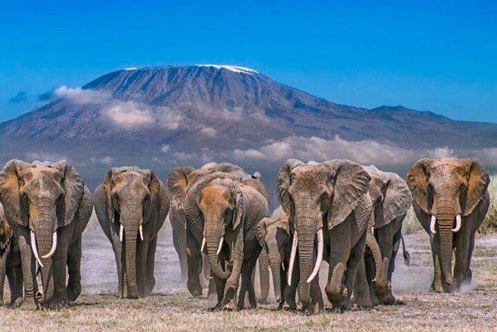 2 Day Amboseli National Park Safari