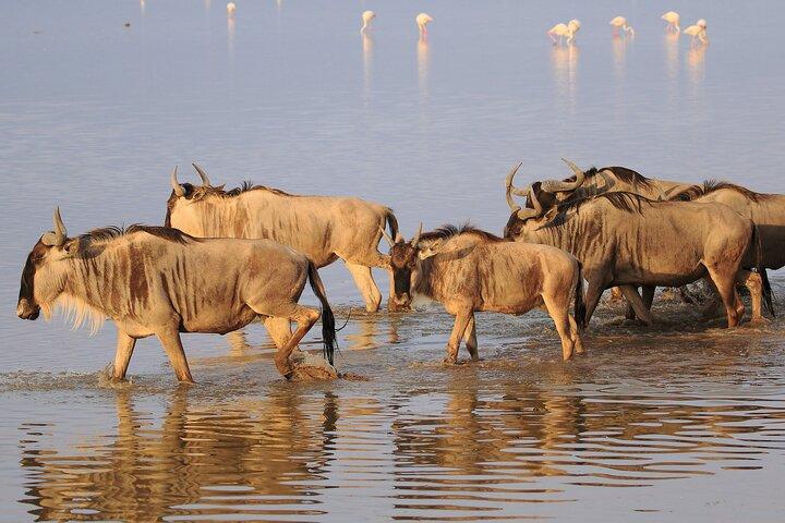 2 Day Amboseli National Park Safari