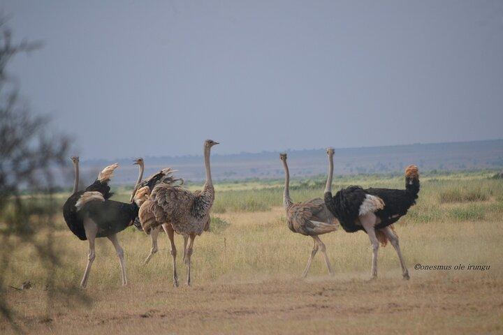 2 Day Amboseli National Park Safari