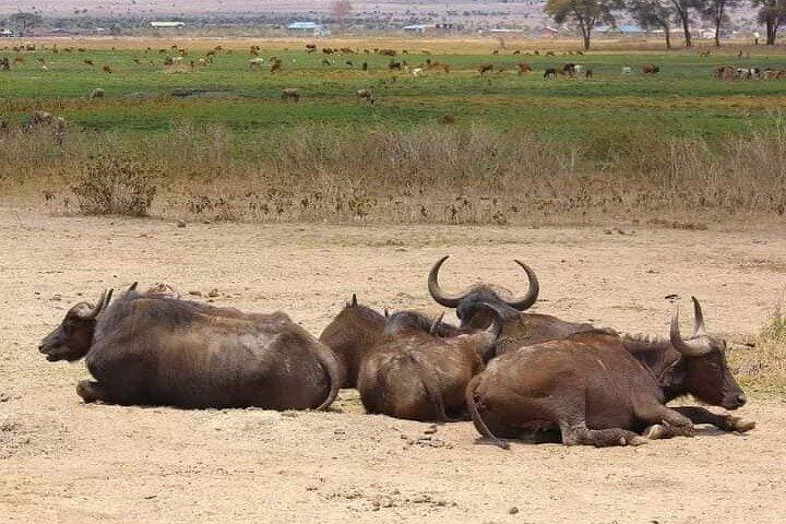 2 Day Amboseli National Park Safari