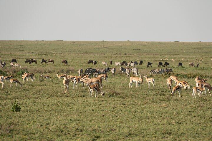 2 Days Tarangire and Ngorongoro Mid-Range Group Safari