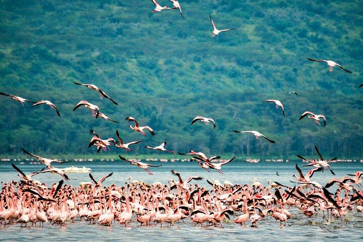 6 Days Best of Kenya Safari