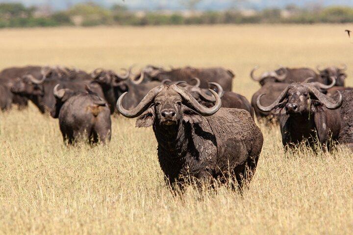 3 Days Serengeti and Ngorongoro Midrange Group Safari