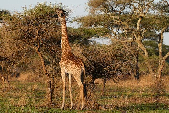 3 Days Serengeti and Ngorongoro Midrange Group Safari