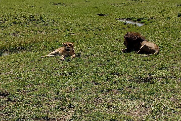 Nairobi National Park Morning Game Drive