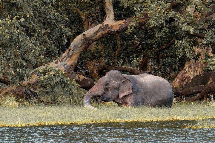 Wilpattu National Park Private Safari From Dambulla & Sigiriya