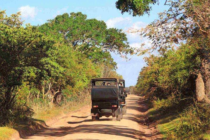 Wilpattu National Park Private Safari From Dambulla & Sigiriya
