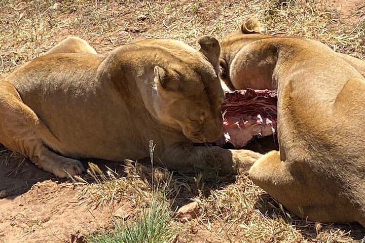 Cape Town Private Aquila Game Reserve Big 5 Safari with Lunch