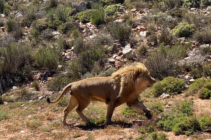 Cape Town Private Aquila Game Reserve Big 5 Safari with Lunch
