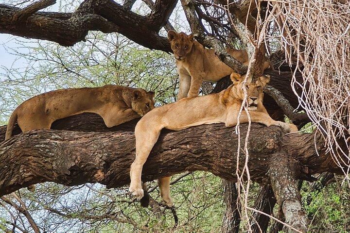 From Arusha: Day Trip to Lake Manyara National Park
