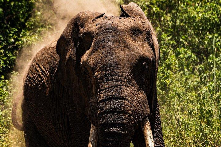 From Arusha: Day Trip to Lake Manyara National Park