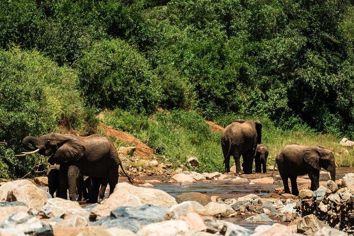 From Arusha: Day Trip to Lake Manyara National Park