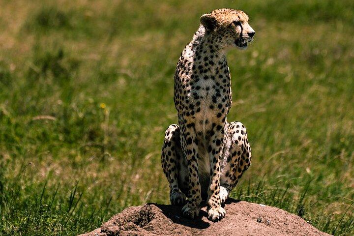 From Zanzibar:3-Day World-Famous Serengeti Safari and Flight