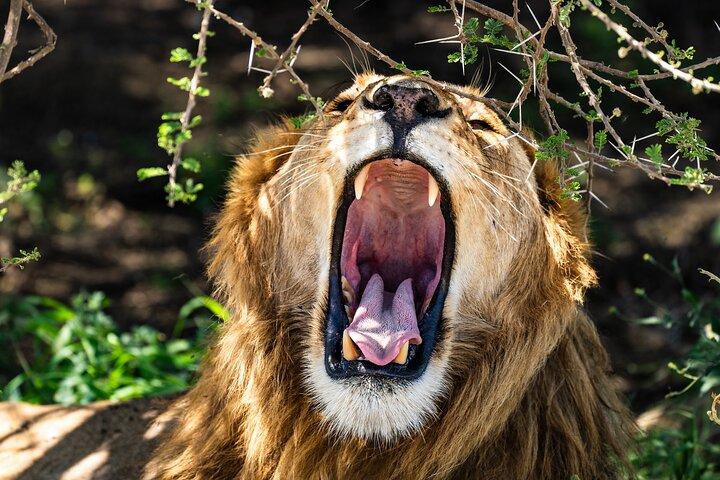 From Zanzibar:3-Day World-Famous Serengeti Safari and Flight