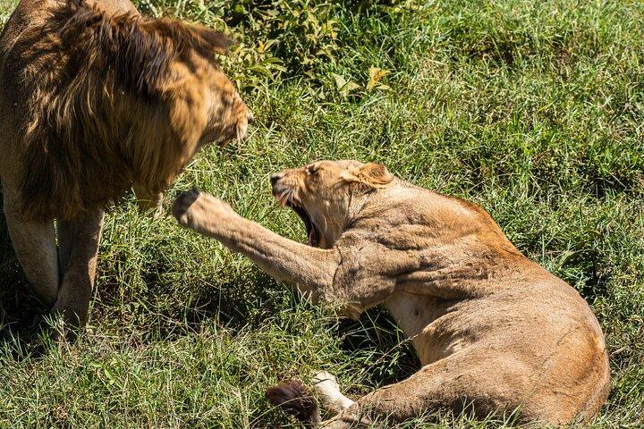 From Zanzibar:3-Day World-Famous Serengeti Safari and Flight