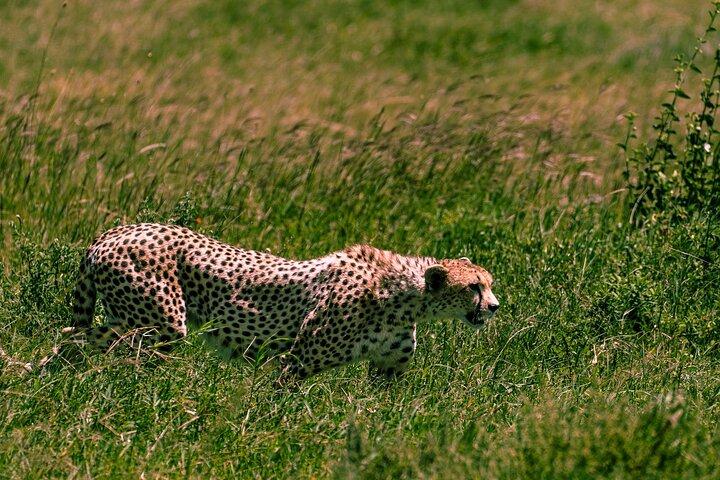 From Zanzibar:3-Day World-Famous Serengeti Safari and Flight