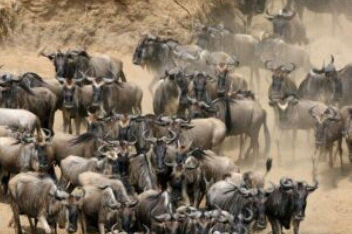 6 Days Group Safari to Mara, Nakuru & Amboseli in Midrange lodges