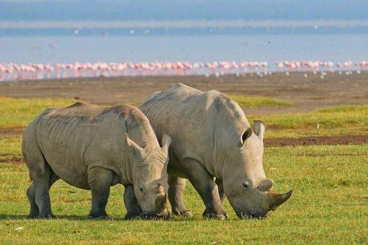 6 Days Group Safari to Mara, Nakuru & Amboseli in Midrange lodges