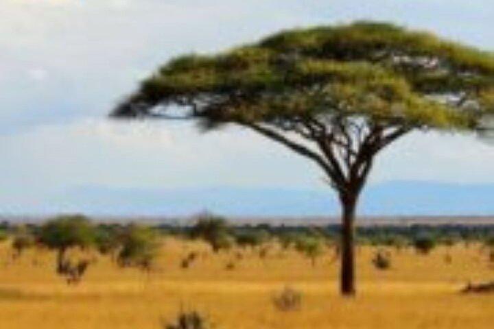 6 Days Group Safari to Mara, Nakuru & Amboseli in Midrange lodges