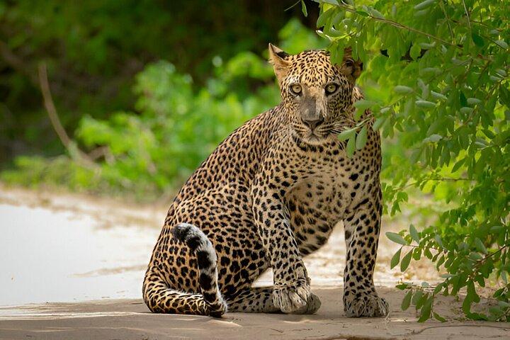 Yala National Park Safari from Ella