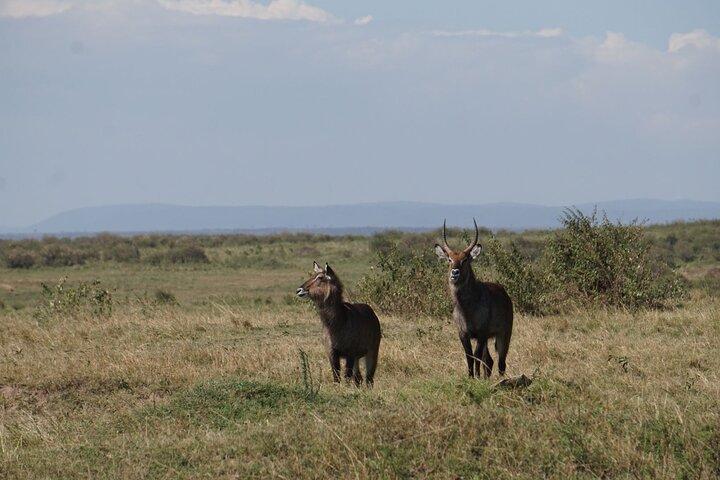 6 Days Masai Mara – Nakuru – Amboseli Budget Shared Safari