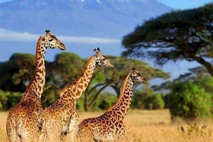 Private Day Tour To Amboseli National Park