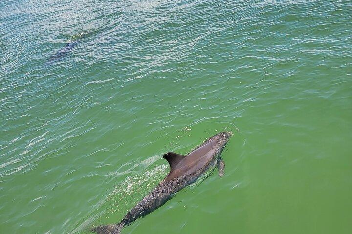 Fort Myers Beach Sunset and Dolphin Watching Cruise