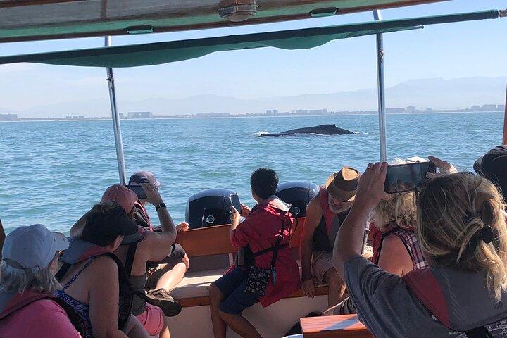 Whale Watching Experience – 4 Hours in Puerto Vallarta