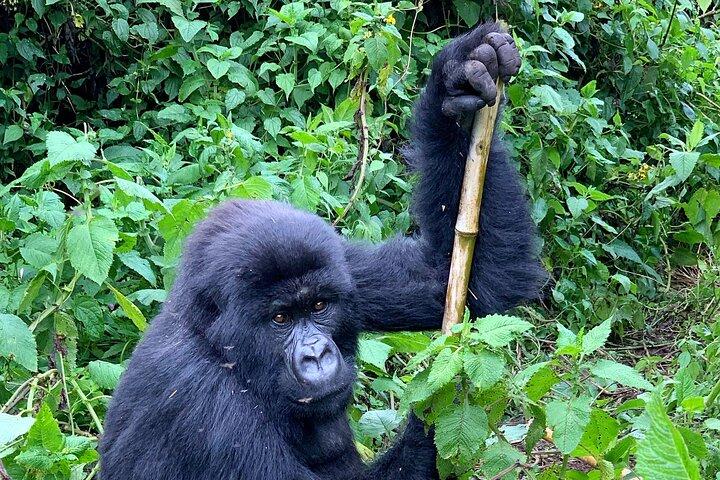 1 Day Rwanda Ultimate Gorilla Trekking Safari