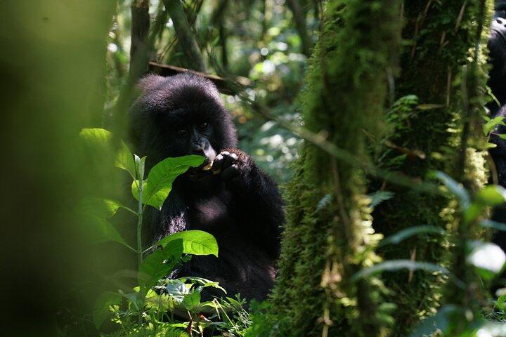 1 Day Rwanda Ultimate Gorilla Trekking Safari