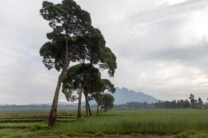 1 Day Rwanda Ultimate Gorilla Trekking Safari