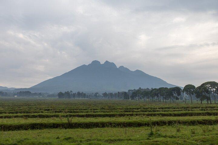 1 Day Rwanda Ultimate Gorilla Trekking Safari